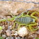 The Deathstalker, one of the most venomous scorpions in the world. Image: Wikimedia